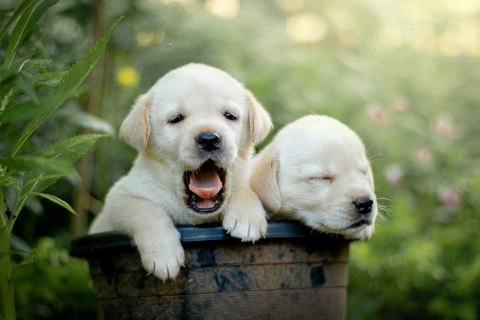 Researchers from the University of Portsmouth are on the lookout for tail-wagging recruits - could your dog help us learn more? 