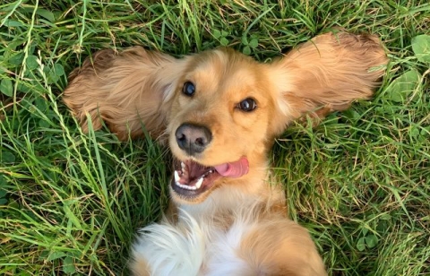 dog
