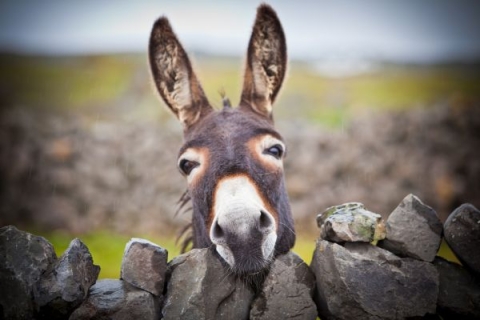 Donkey