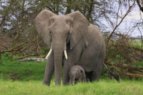 elephant 