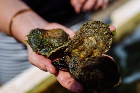 Oysters