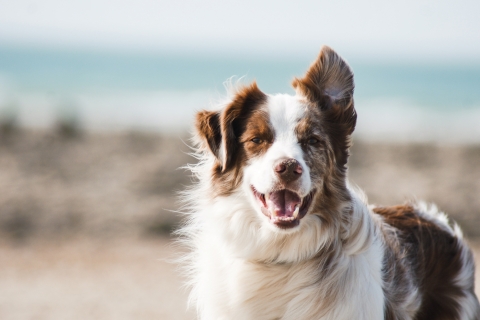 Dog - Photo by Pauline Loroy on Unsplash