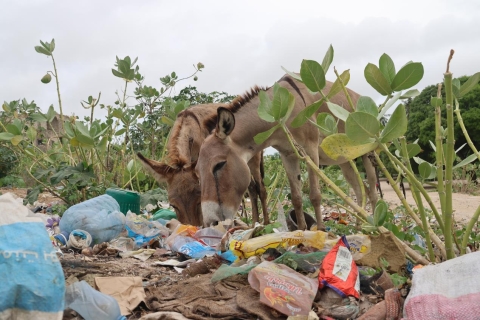 donkey image