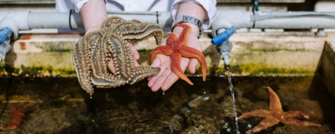 Deep sea creatures 