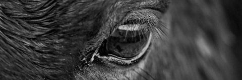 A black and white photo of a horses eye by Charlie Bownes (Photography Course)