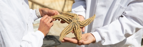 Starfish