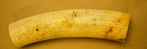 tusk