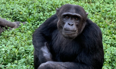 Ngamba Island Chimpanzee Sanctuary in Uganda