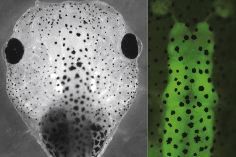 EXRC Xenopus image