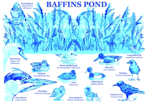 An illustrated identification chart titled “Baffins Pond,” showing blue‑toned drawings of local wildlife among reeds and pond plants. It includes labelled depictions of birds such as swans, ducks, gulls, herons, tits, crows, and pigeons, along with a grey squirrel, each with its common and scientific name.
