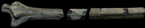 The pterosaur bone in three parts