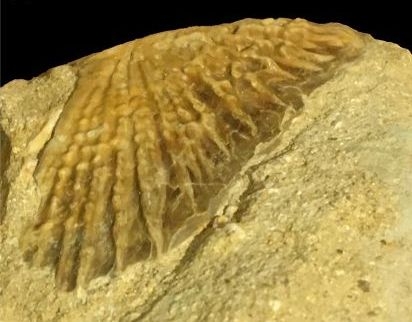 A digital photo of the sturgeon scute (also called buckler) specimen 