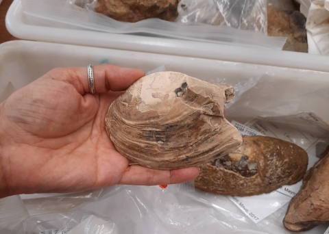 A complete specimen of one of the Cretaceous fossils