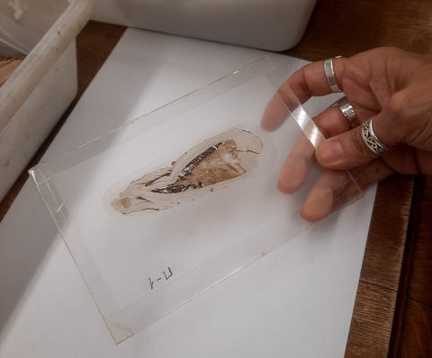 Thin section of one of the “pregnant” fossil bivalves from the Isle of Wight.