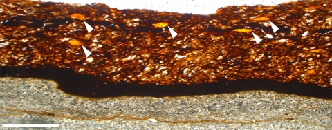 A thin slice of a fossilised leaf showing fossil gum