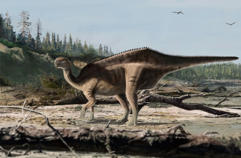 Istiorachis