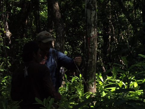 Mangrove forest
