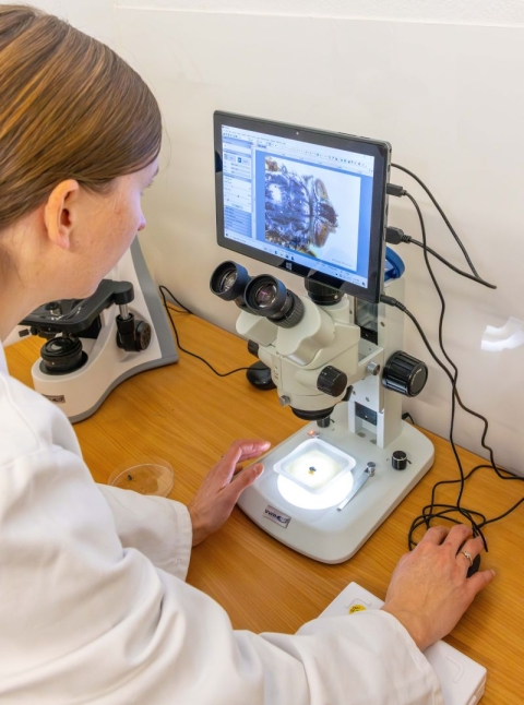 Dr Katherine Brown looking at a blowfly under a microscope