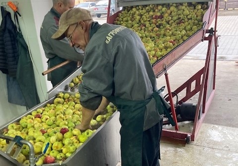 Sorting fruit at the Palinochka Distillery in Ukraine