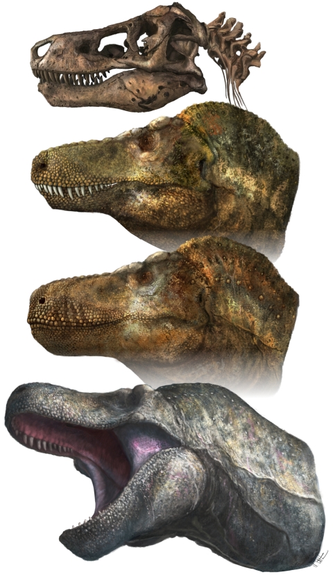 Picture of a Tyrannosaurus Rex skull