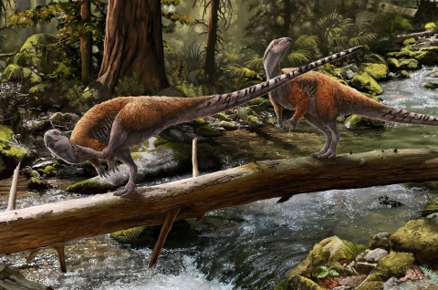 Picture of Vectidromeus insularis