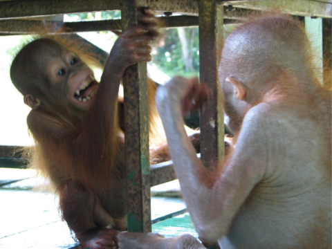 great apes