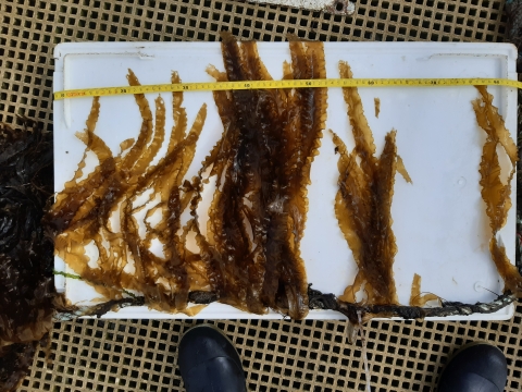 Seaweed being grown in Langstone Harbour