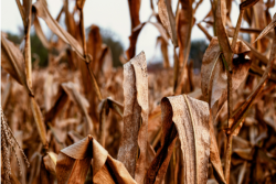 dead crops