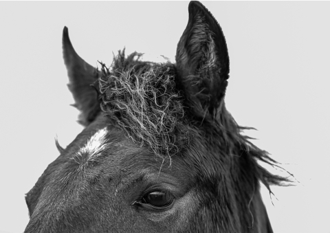 A close‑up view of a horse’s head shows its ears, forelock, and one eye. The fur appears wet or matted, with a curly forelock and a small white patch on the forehead, set against a plain light background that makes the hair texture clearly visible.