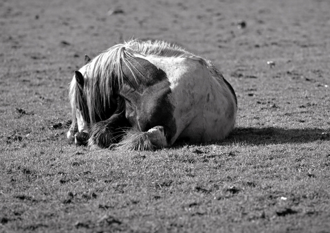 A horse lies on a grassy field, its long mane and patterned coat shown in black and white, with the texture of the fur and grass clearly visible.