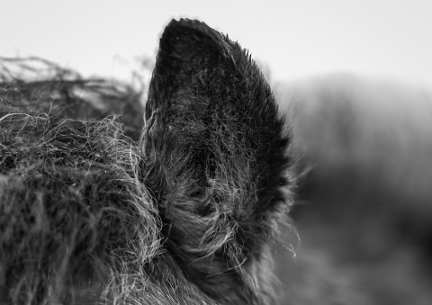 A close‑up black‑and‑white image of an animal’s ear, covered in coarse fur. The ear is upright, with fine hair detail visible against a blurred light background.