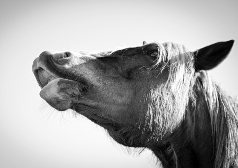 A close‑up black‑and‑white portrait of a horse shows its head tilted upward with its mouth slightly open, highlighting the contours and texture of the animal against a plain background.