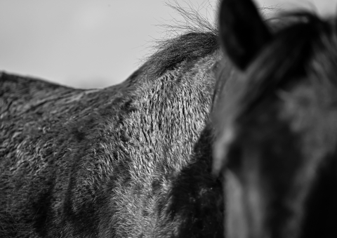 A close‑up black‑and‑white image of a horse’s neck and part of its head, showing the rough texture of the coat and the contours of the muscles. Individual hairs are visible, with a blurred light background.