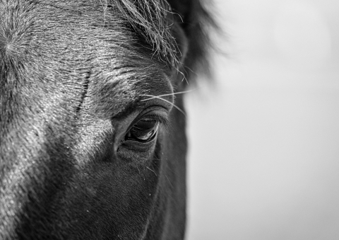 A close‑up black‑and‑white image of a horse’s face, showing the left eye, surrounding fur, and eyelashes. The texture of the hair and skin is clearly visible, with a blurred light background.