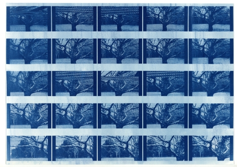 A blue‑tinted grid of repeated tree photographs, arranged in rows with white bands separating them.